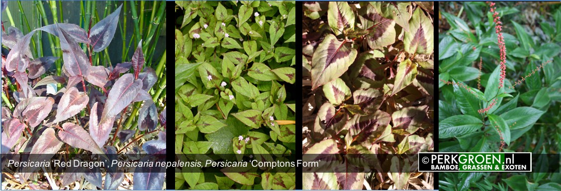 Persicaria Red Dragon Persicaria nepalensis Persicaria Comptons Form